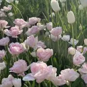 aの画像