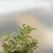ぽんずの画像