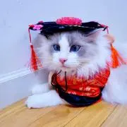 ニャンコシン