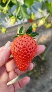 えりの画像