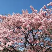 すけたろうの画像
