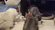 ひらっきー