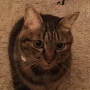 Kentaro_cat