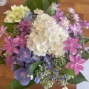 紫陽花の画像
