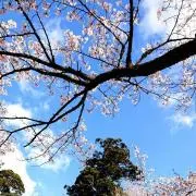 さくら