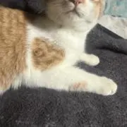 おじゅの画像