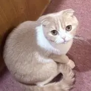 服好きの画像