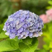 かず60の画像