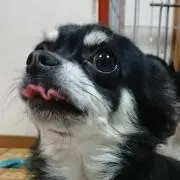 クロコ