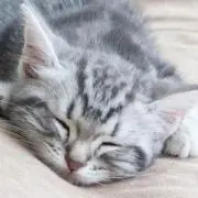 しげ