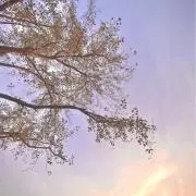 chocoの画像