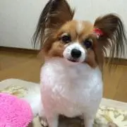 チョコアの画像