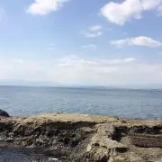 ひよこの画像