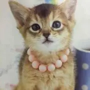 りょうくんまま