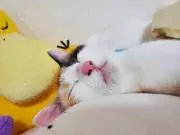 むにちゃん