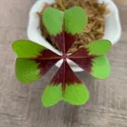 チョコレートコスモスの画像