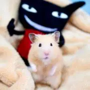みかん