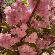 ねこた　同梱値引きします！の画像