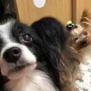 サキママ