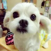 saki