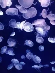 あや☆プロフ必読