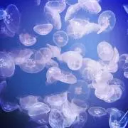 abcの画像