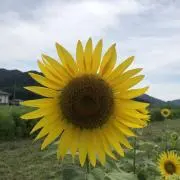 A +の画像