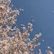 きなこの画像