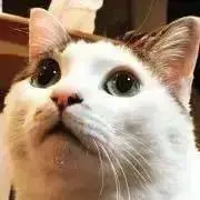 すーの画像