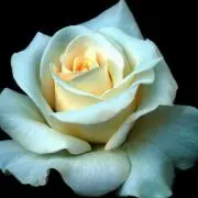 rosegarden