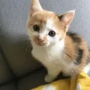 キキの画像