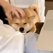 ヒィーコ