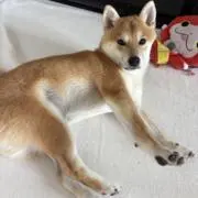 sotasotaの画像