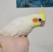 まるの画像