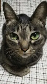 なっつ