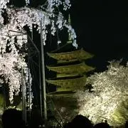 まみの画像
