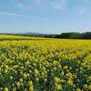 しんめー☆プロフ要確認の画像
