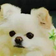 BELLの画像