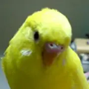 ともはる。☆お値引中！詳細プロフにて☆の画像