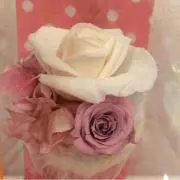 コスモスの画像