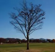 ポチの画像