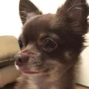 Image of aki