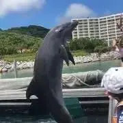 りんご