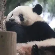 Dukeの画像