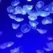 kanakanaの画像