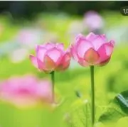 桜の画像