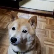 きん