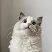 suu. （プロフ必読‼️）の画像