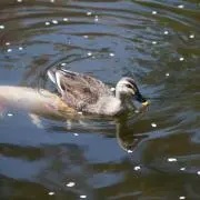 ぽんぶひじきの画像