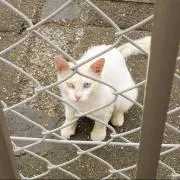 都ある森のくま